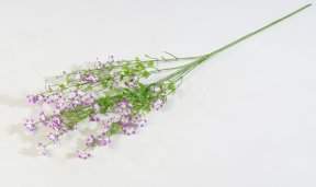 Левкорина сиреневая