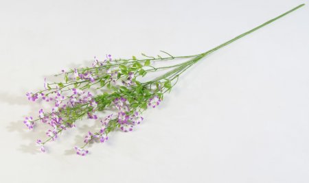 Левкорина сиреневая