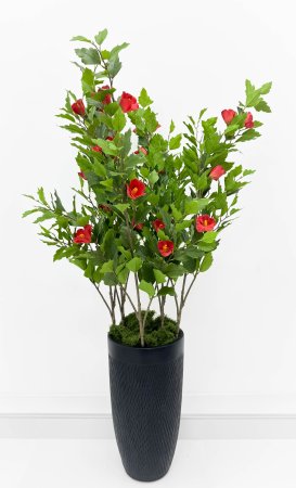 Гибискус красный