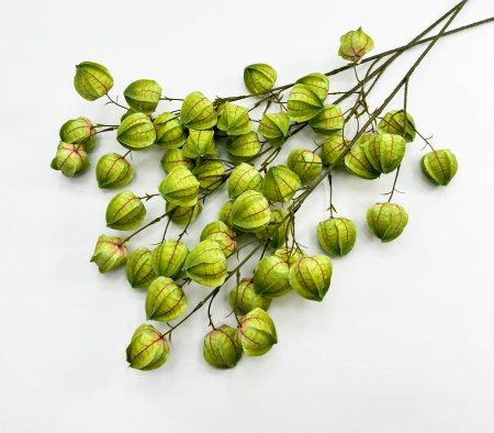 Физалис зеленый 