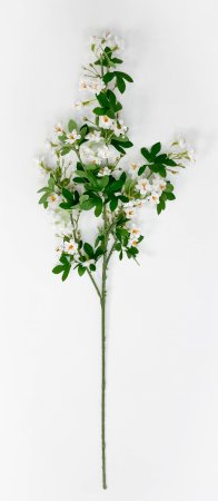 Цветущая вишня "Зефирное утро" белая