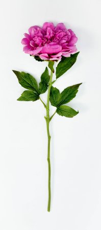 Пион "Облако нежности" розовый