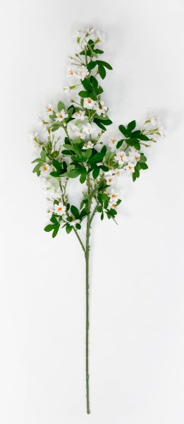 Цветущая вишня "Зефирное утро" белая