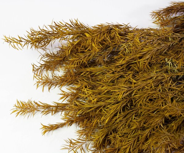 Чайное дерево 3