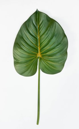 картинка Филодендрон крупный "Осень" от магазина KALINA