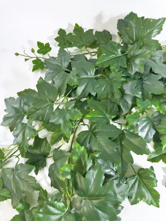 картинка Виноградная лоза ампельная от магазина KALINA