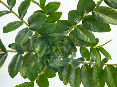 Замиокулькас кустовой 70 см