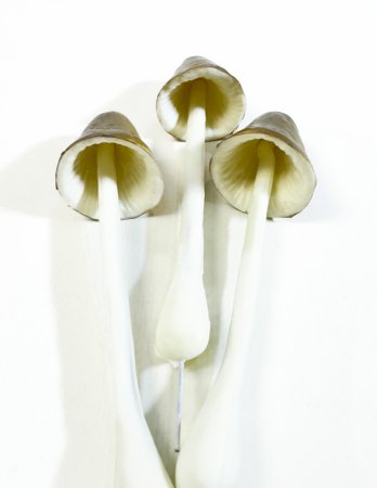 Гриб на ножке с коричневой шляпкой