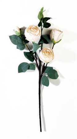 Ветка пионовидной розы "Октава" чайная