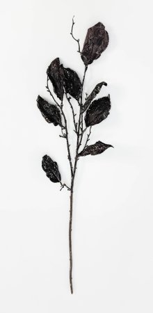 Ветка с крупными пожухлыми листами