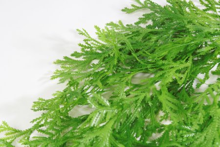 картинка Селагинелла Мартенса ампельная от магазина KALINA