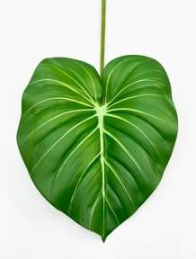 картинка Филодендрон крупный "Весна" от магазина KALINA