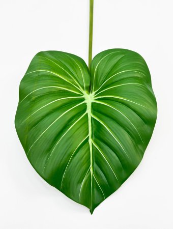 картинка Филодендрон крупный "Весна" от магазина KALINA