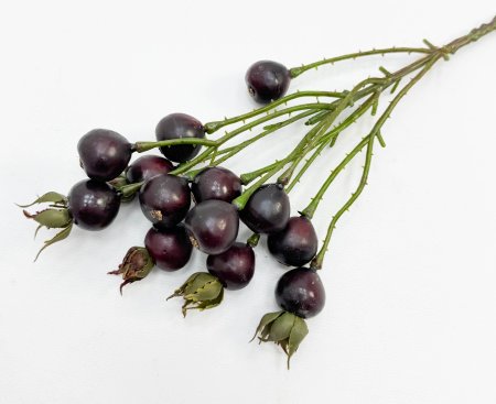 Шиповник "Глобус" бордовый