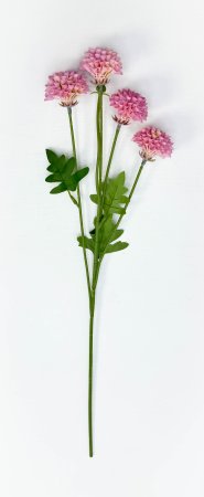 Георгин помпонный розовый