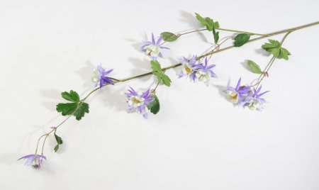 Аквилегия голубая