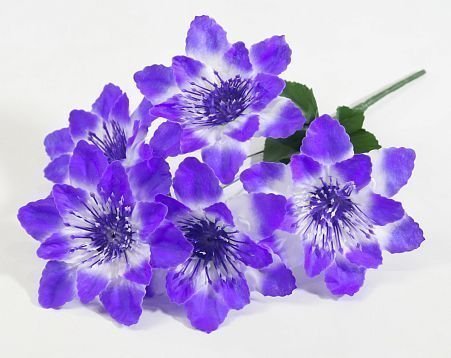 Астра "Кристелла" 5 цветков от магазина KALINA являющийся официальным дистрибьютором в России 