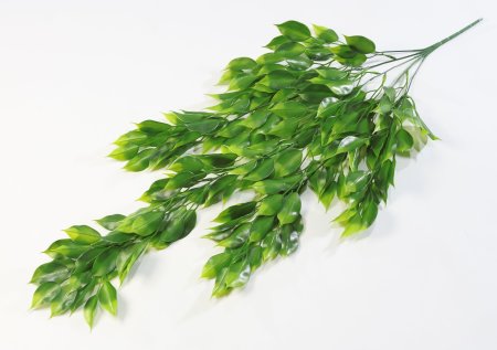 картинка Фикус ампельный от магазина KALINA