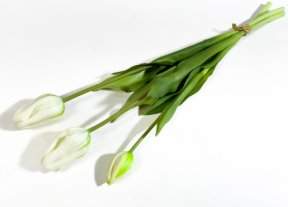 Тюльпан Пепл Принц молочный (2+1)