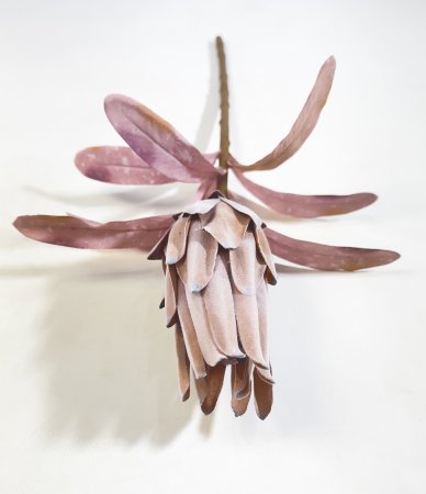 Протея закрытая