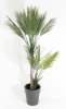 Пальма Арека 130 см БЕЗ КАШПО