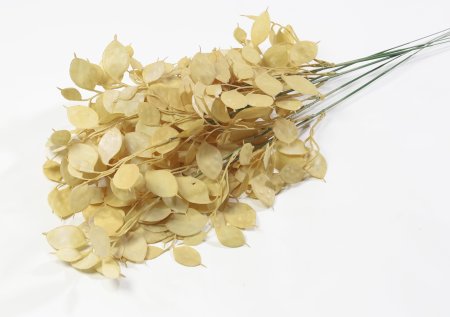 Ветка эвкалипта "Закат"