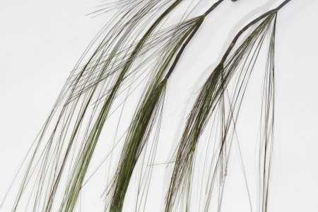 картинка Ветка декоративной ампельной зелени от магазина KALINA