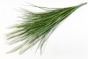 Пеннисетум (Лисий хвост) 60 см