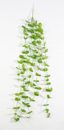 картинка Дисхидия ампельная от магазина KALINA