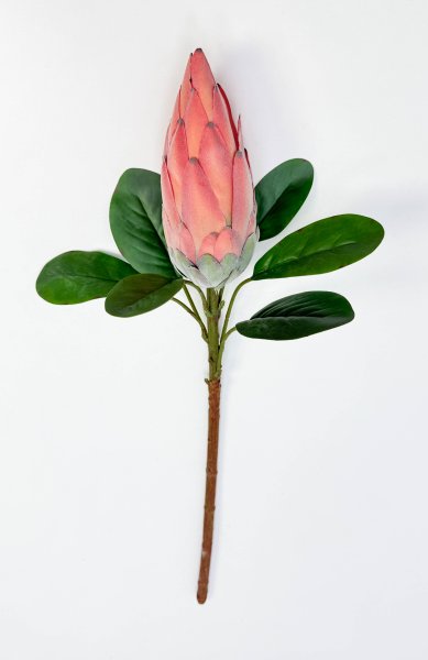 Протея "Королевская коралловая"