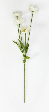 Мак молочный