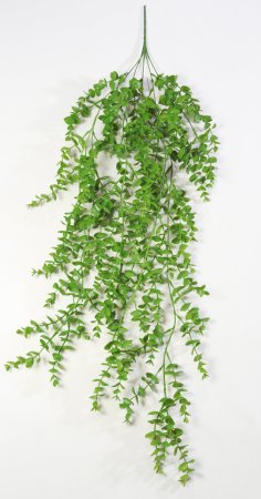 картинка Эвкалипт ампельный "Лето" от магазина KALINA