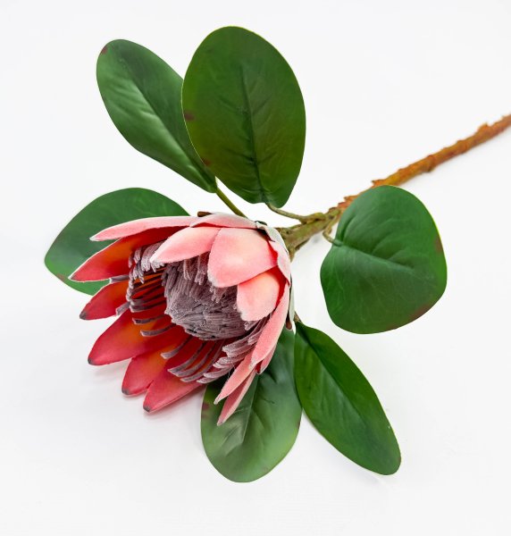 Протея артишоковая "Мадиба" оранжевая