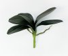 картинка Орхидея 5 листов с корешками от магазина KALINA