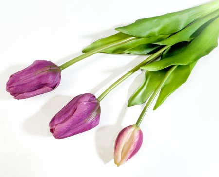 Тюльпан "Пепл Принц" жимолость (2+1)