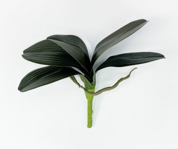 картинка Орхидея 5 листов с корешками от магазина KALINA