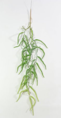картинка Ампельная зелень Сережки ивы от магазина KALINA
