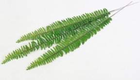 Лист нефролеписа средний