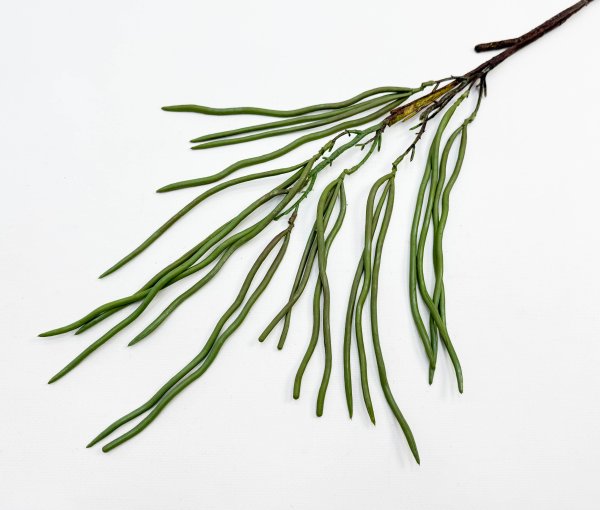 картинка Селеницереус веркли от магазина KALINA