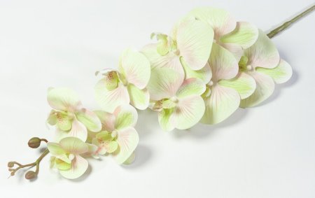 Ветка орхидеи 32