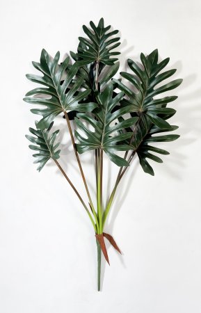 картинка Филодендрон двоякоперистый 7 листов от магазина KALINA