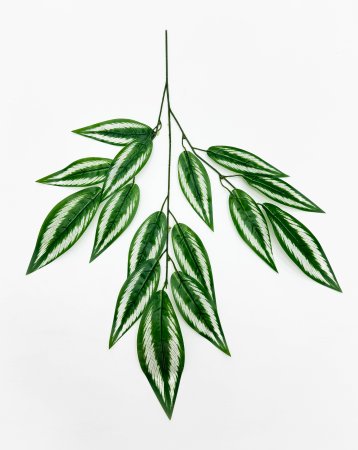 картинка Лист аглаонемы от магазина KALINA