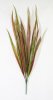 картинка Осока Лонг осень от магазина KALINA