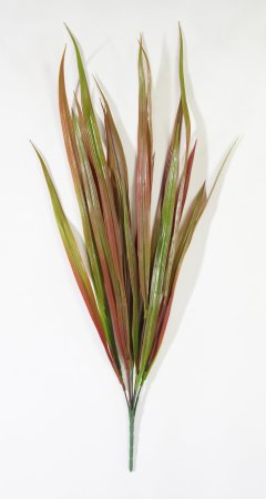 картинка Осока Лонг осень от магазина KALINA