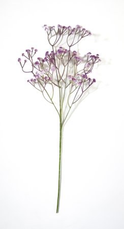 Ветка гипсофилы "Светло-лиловая"