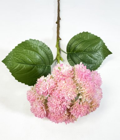 Седум розовый