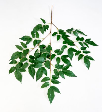 картинка Астильбе японская от магазина KALINA