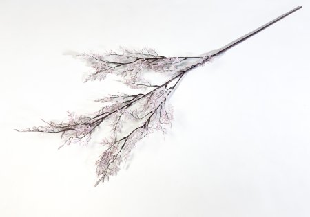 Аспарагус декоративный розовый