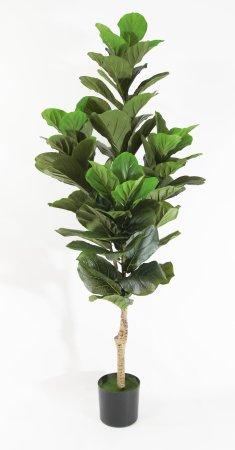 Фикус Лирата 180 см БЕЗ КАШПО