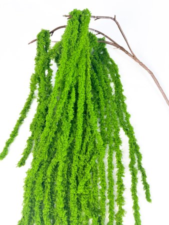 Амарант хвостатый зеленый